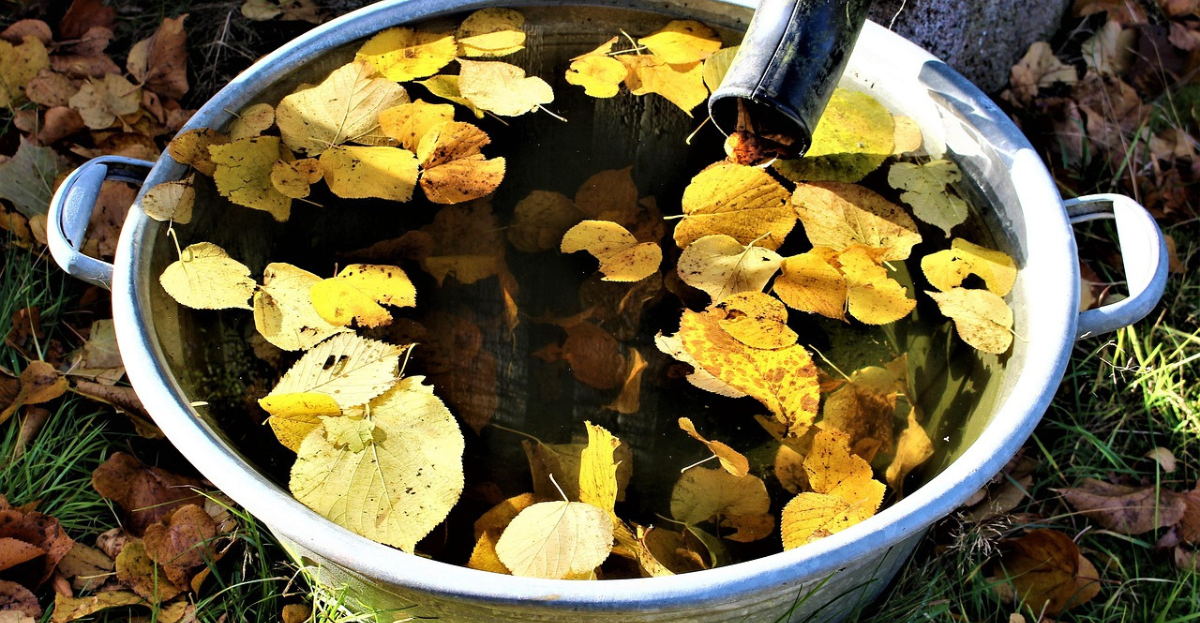 water bucket filled with leaves
